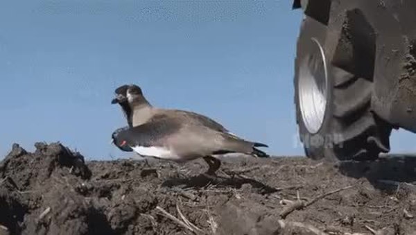 GIF Preview