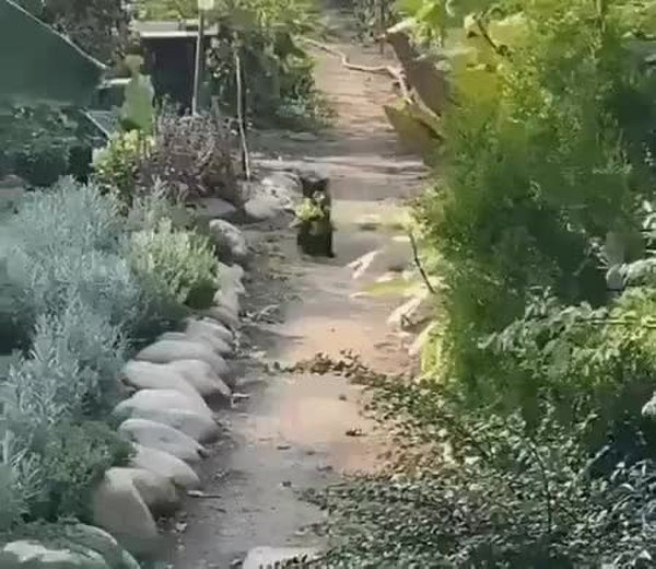 GIF Preview