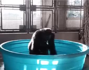 GIF Preview