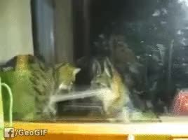 GIF Preview