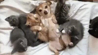 GIF Preview