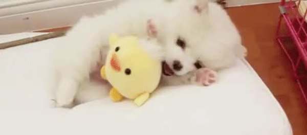 GIF Preview