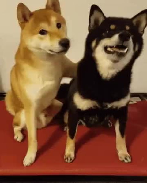 GIF Preview