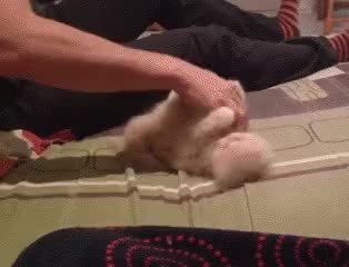 GIF Preview