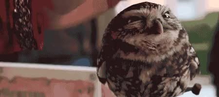 GIF Preview