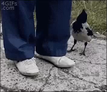 GIF Preview