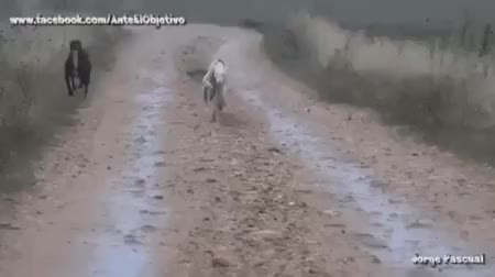 GIF Preview