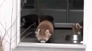 GIF Preview