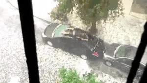 GIF Preview