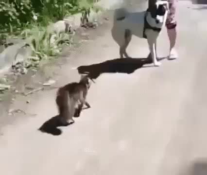 GIF Preview