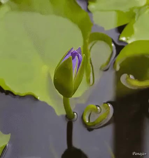 GIF Preview