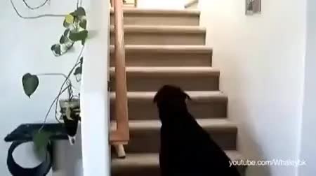 GIF Preview