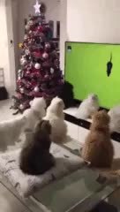 GIF Preview