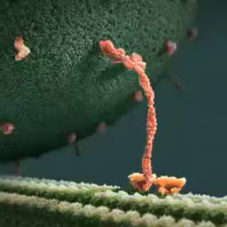 GIF Preview