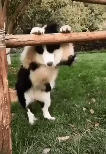 GIF Preview