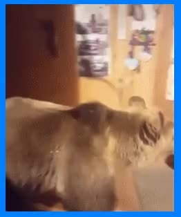 GIF Preview