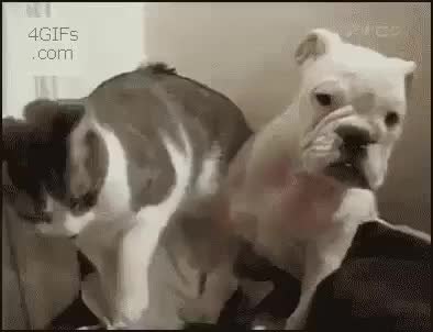 GIF Preview