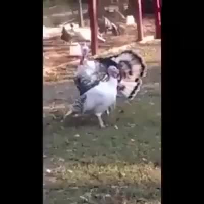 GIF Preview