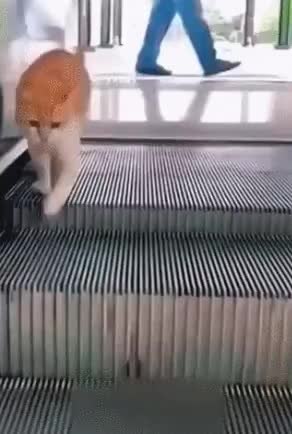 GIF Preview