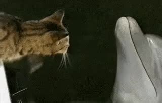 GIF Preview