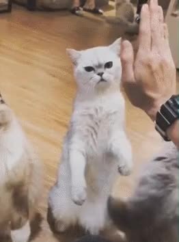 GIF Preview