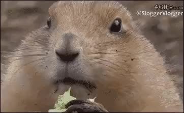 GIF Preview