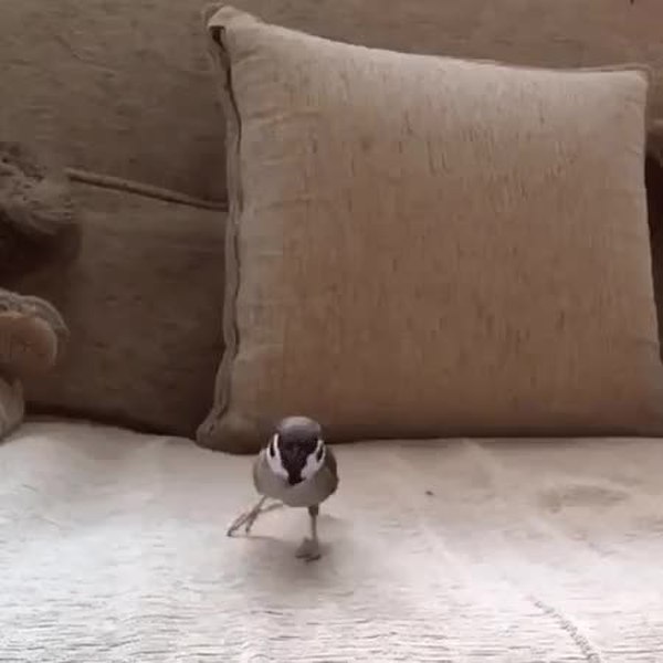 GIF Preview