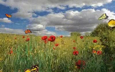 GIF Preview