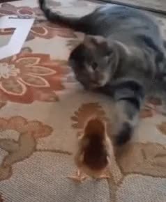 GIF Preview