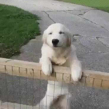 GIF Preview