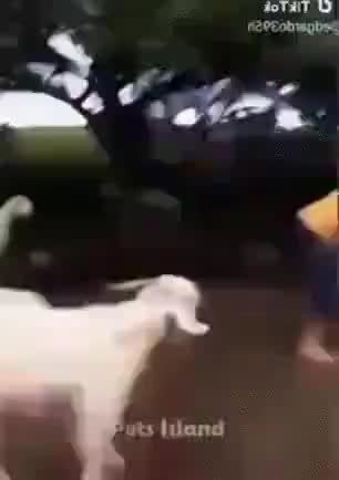 GIF Preview
