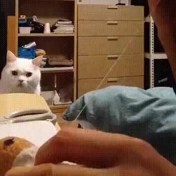 GIF Preview