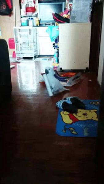 GIF Preview