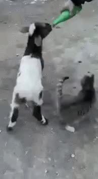 GIF Preview