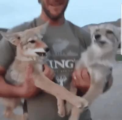GIF Preview
