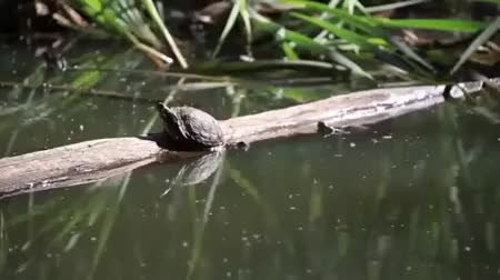 GIF Preview